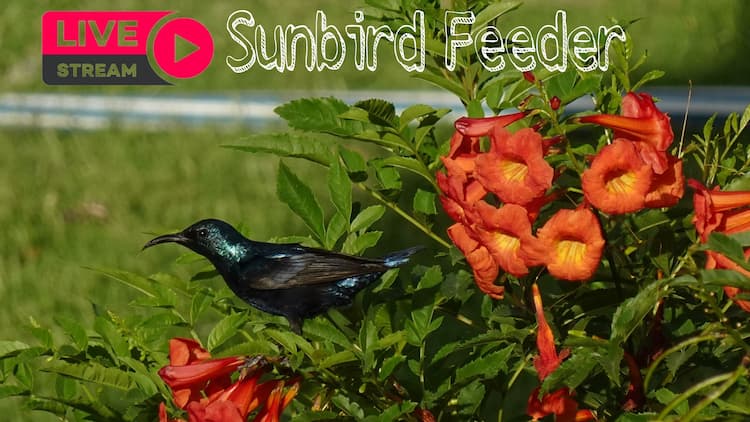live stream LIVE Sunbird Feeder